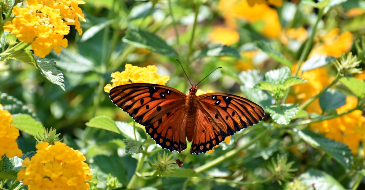 Come Creare un Giardino di Farfalle Perfetto