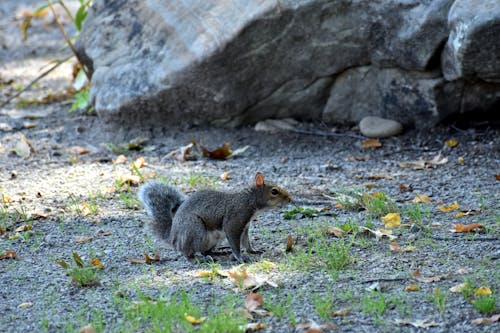 Gray Squirrel on Ground