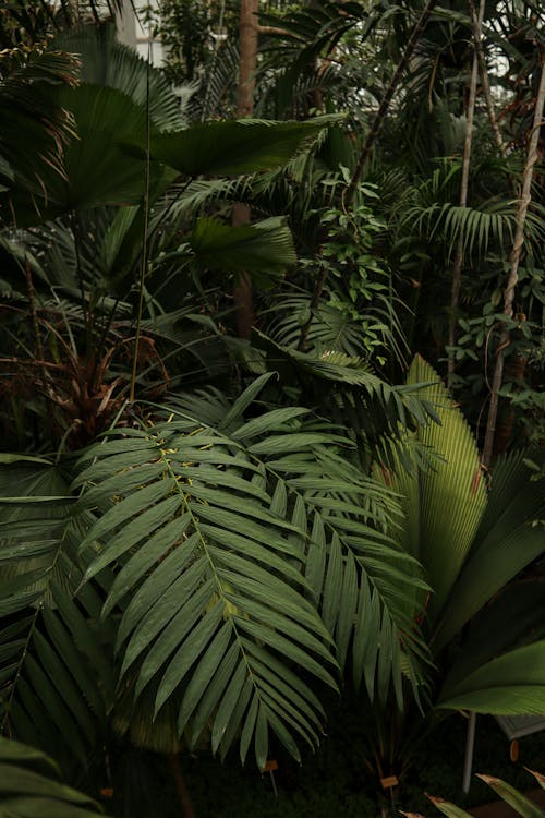 Free Tropical Botanic garden Stock Photo