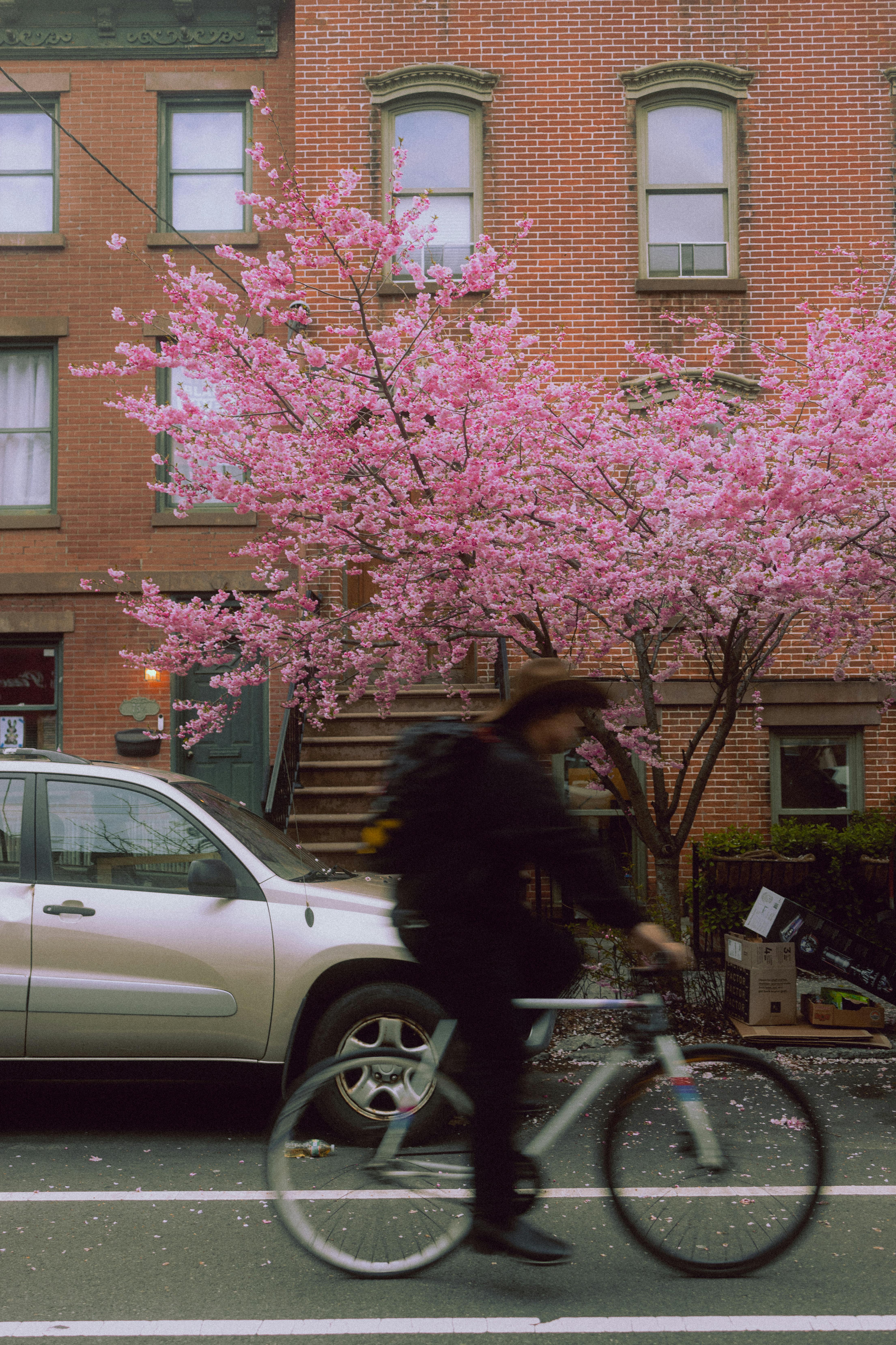 A cyclist blurs past a city street under blooming cherry blossom trees in spring.