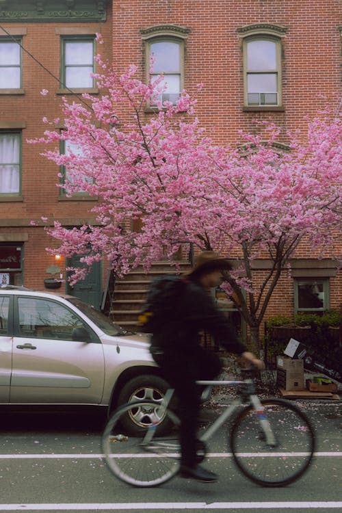 Gratis stockfoto met boom, fiets, fietsen