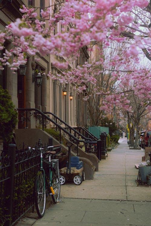 A bike parked on the sidewalk next to a tree with pink blossoms