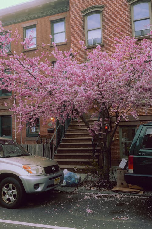 A car parked in front of a tree with pink blossoms