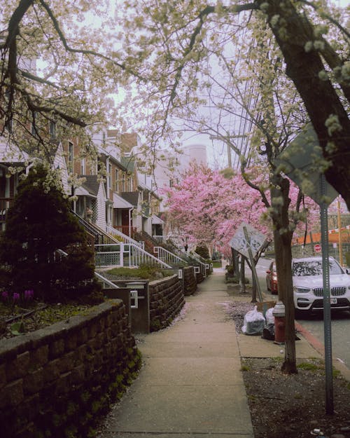 A sidewalk with a tree in bloom and a car parked on the side