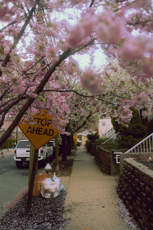 A street with a sign that says stop and a tree with pink blossoms