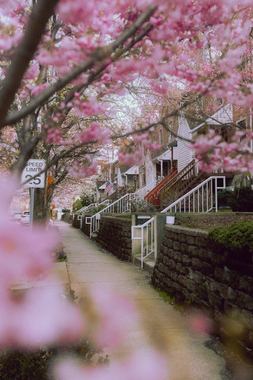 A sidewalk with pink blossoms and houses