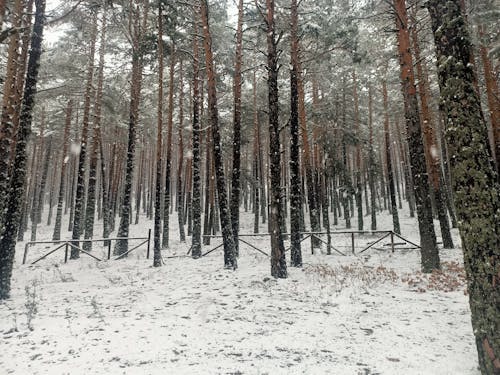 在雪中的树木, 雪 的 免费素材图片