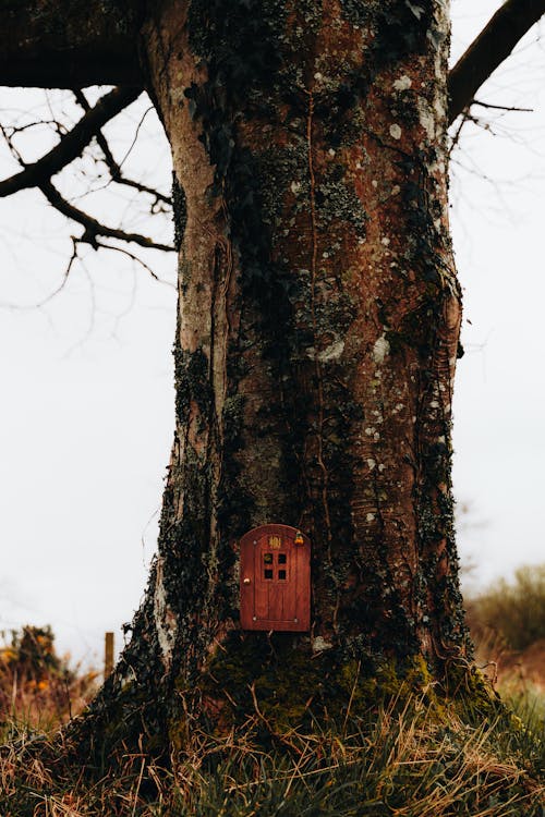 A small red door in the side of a tree