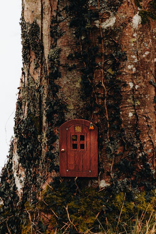 A small red door is on the side of a tree