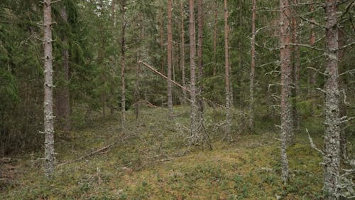 Free A forest with trees and grass in the middle Stock Photo