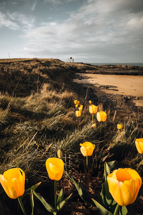 bahar, bamburgh deniz feneri, çayır içeren Ücretsiz stok fotoğraf