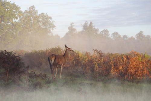 Red Deer Doe in the Mist at Sunrise