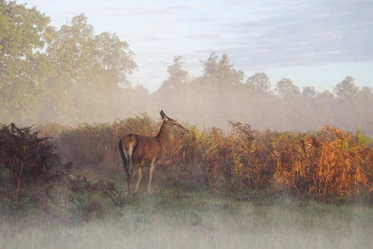 A lone red deer stands gracefully in a misty autumn field at dawn, Richmond Park, London.