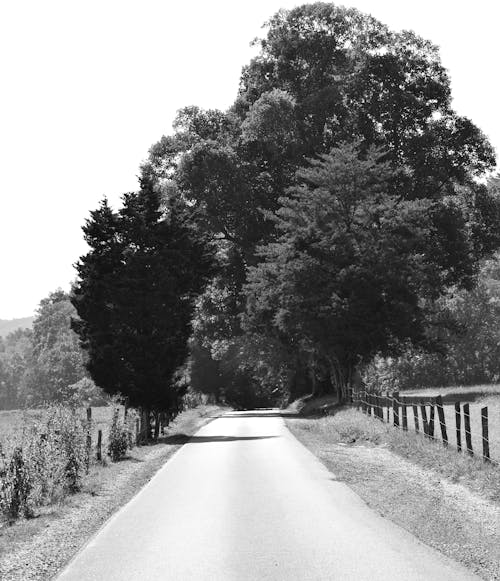 Základová fotografie zdarma na téma asfalt, cesta lemovaná stromy, chůze