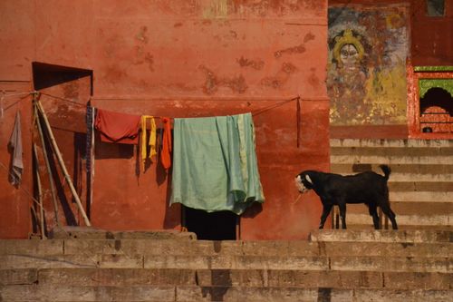 Free A goat beside laundry on the vibrant streets of Benarés, India. Stock Photo