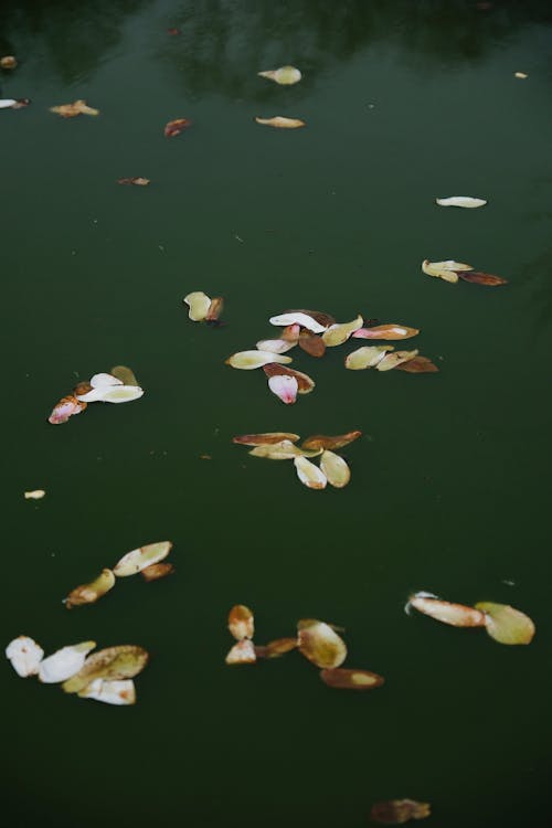 Magnolia On The Lake