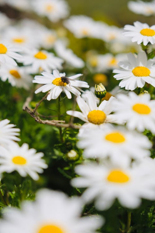 Gratis arkivbilde med åker, blader, blomster