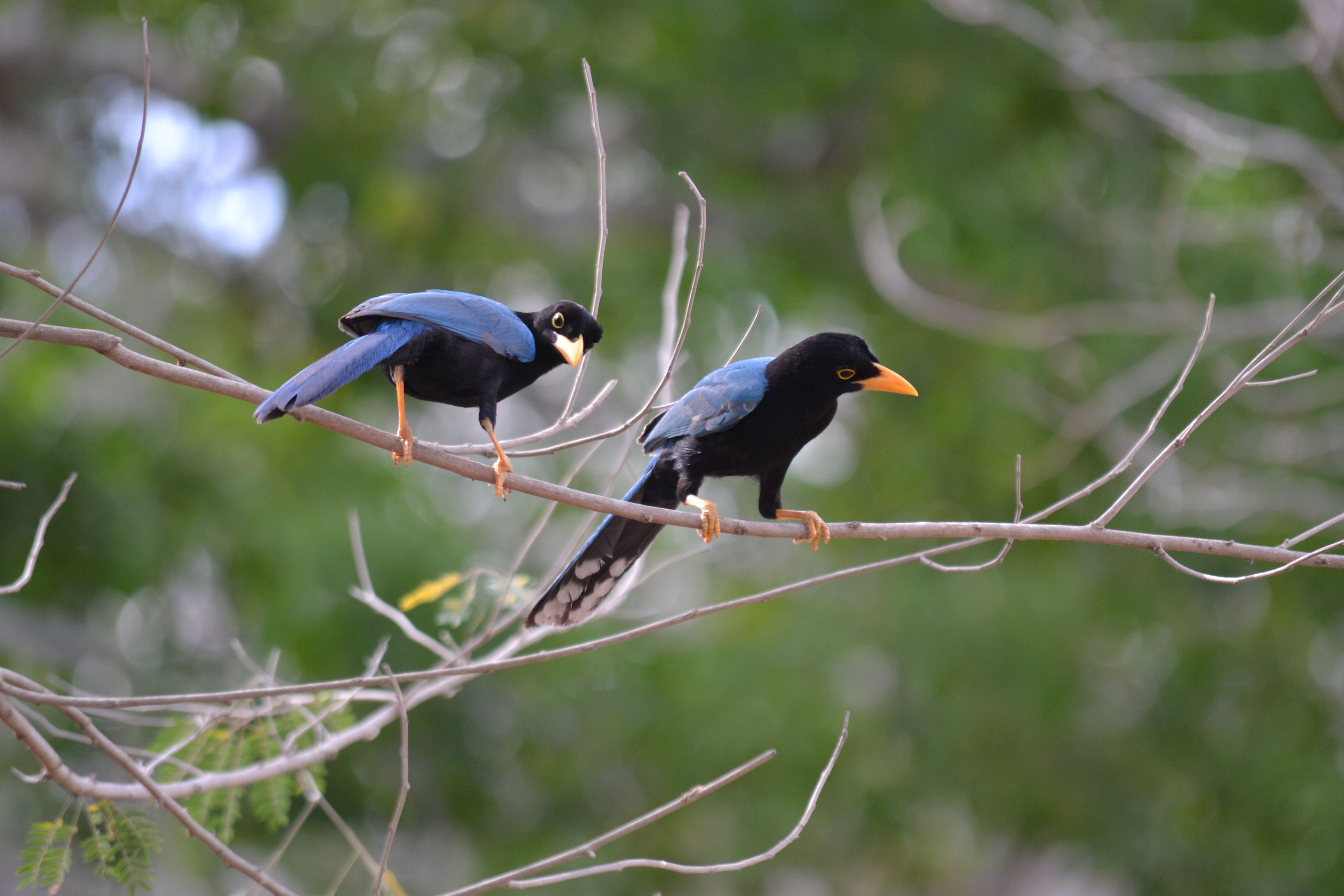 Two birds perched on a tree branch · Free Stock Photo