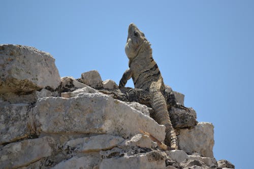 Gratis arkivbilde med dyrefotografering, dyreverdenfotografier, iguana