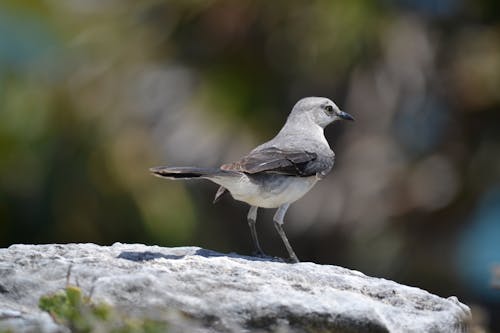 Kostnadsfri bild av djurfotografi, fågel, natur