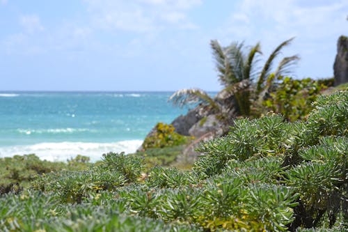 Foto profissional grátis de céu azul, costa, exótico