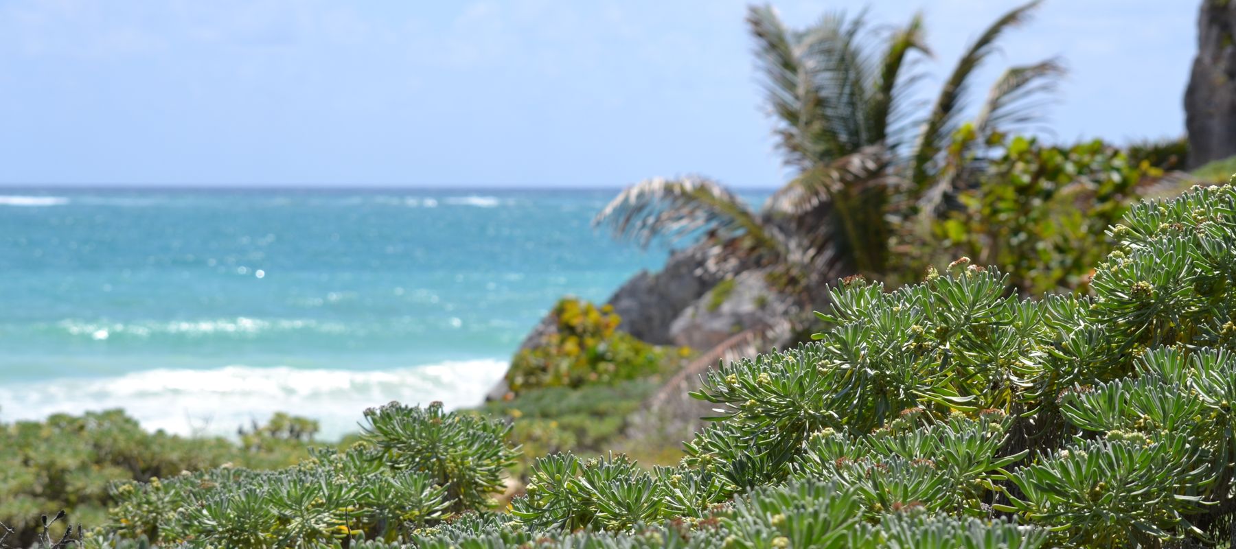 Lush tropical greenery overlooking a vibrant blue ocean on a sunny day in Tulum, Mexico.