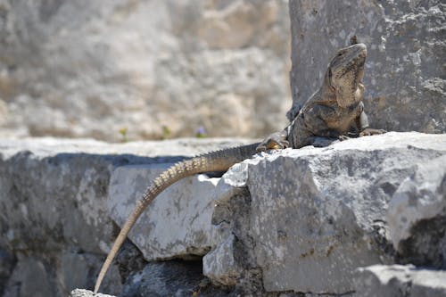 Photos gratuites de iguane, lézard, mise au point sélective