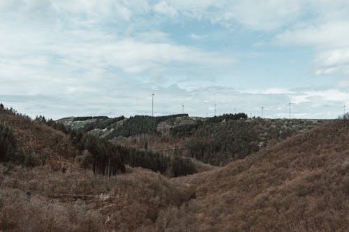 A view of a forested area with wind turbines