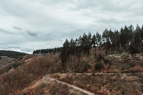 A road in the woods with trees and a hill