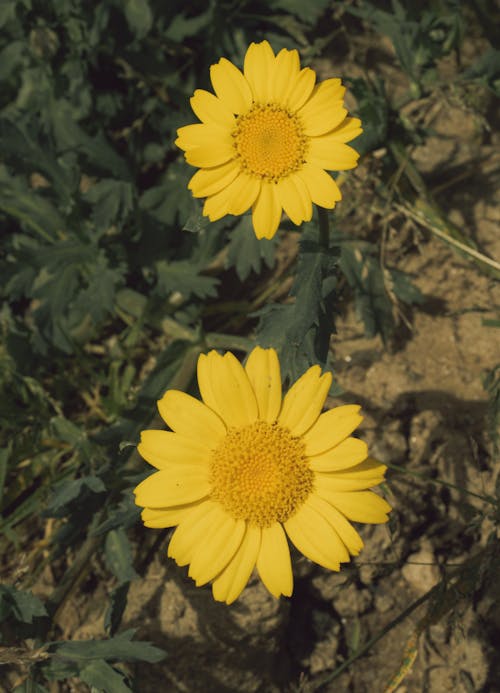 Gratis stockfoto met gele bloemen