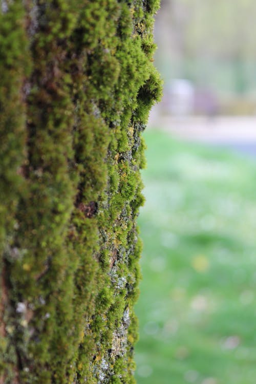 Gratis stockfoto met boom, detailopname, fungus