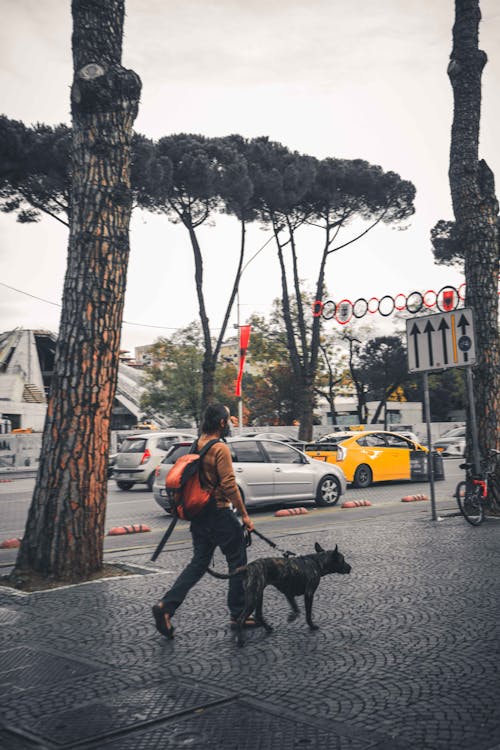 Foto profissional grátis de caminhada do cão, cidade de passeio