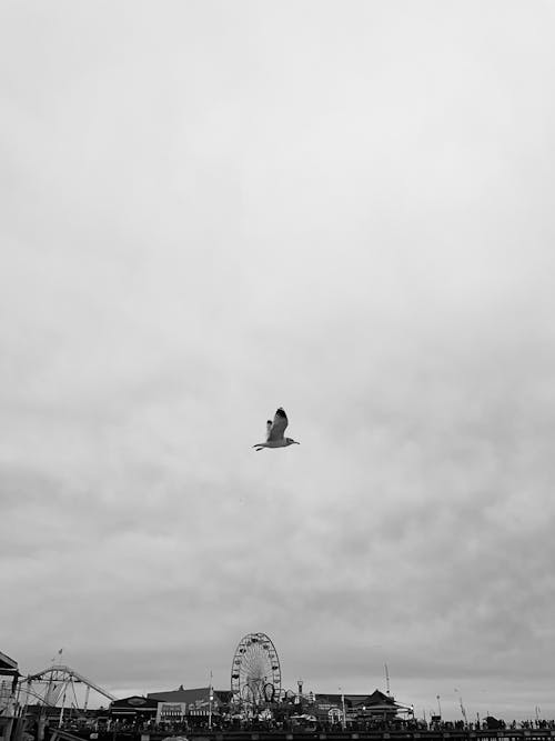 A black and white photo of a bird flying over the beach