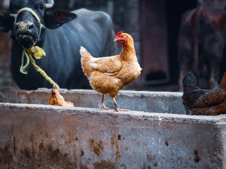 A lively farm scene featuring a cow and chickens in a rural setting, capturing the essence of farm life.