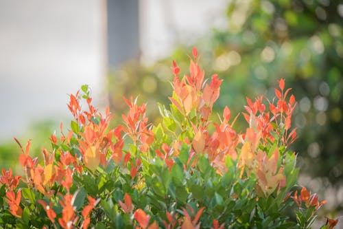 Gratis arkivbilde med blomster, blomstre, busk