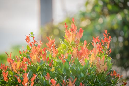 Free Close-up of vibrant red and green leaves on an evergreen shrub with soft sunlight. Stock Photo