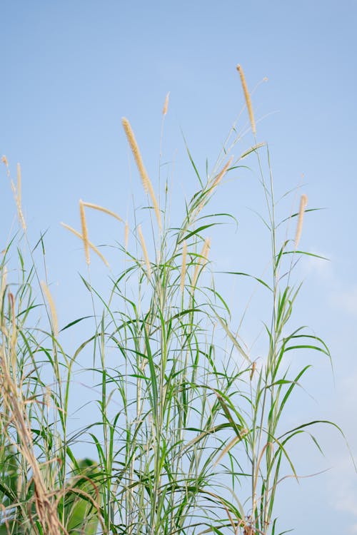 Tall grass with blue sky in the background