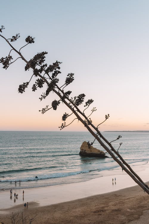 Pianta Da Spiaggia, Spiaggia, Sabbia, Oceano, Cielo