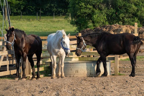 Horses in an Enclosure