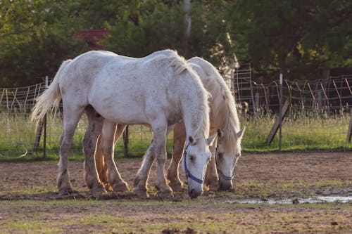 Photos gratuites de arbres, barrière, chevaux