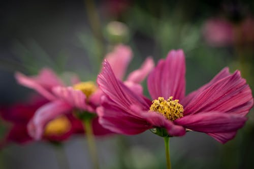 Foto profissional grátis de close-up extremo, cosmos emplumado, flora