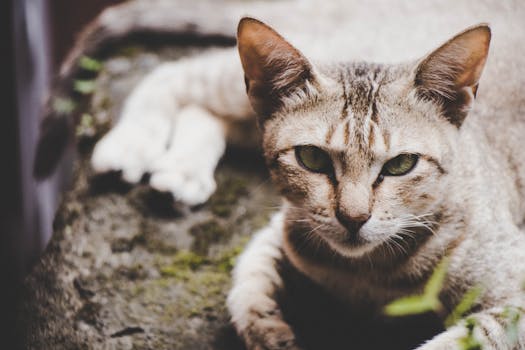 一只虎斑猫在户外石头上休息的详细特写