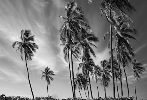 Black and white photograph of palm trees on the beach