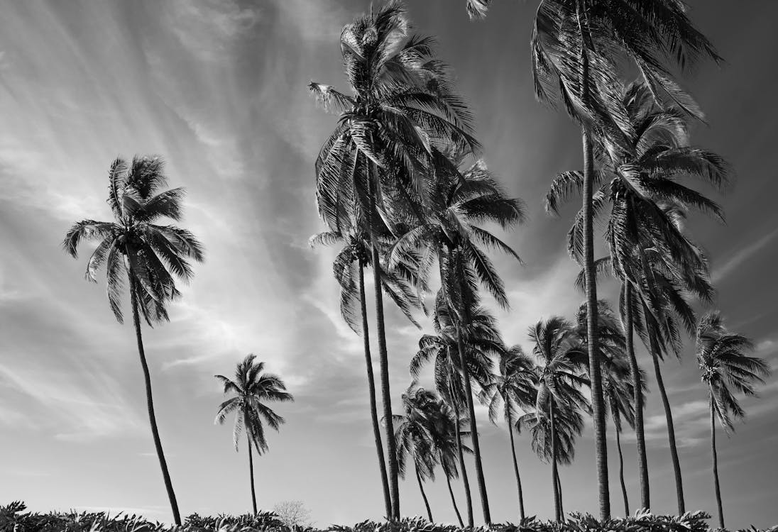 Black and white photograph of palm trees on the beach