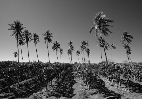 Black and white photograph of palm trees in a field