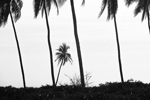 Black and white photograph of palm trees in the distance