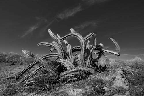 Black and white photograph of a cactus plant