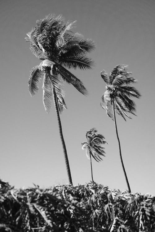 Black and white photograph of three palm trees