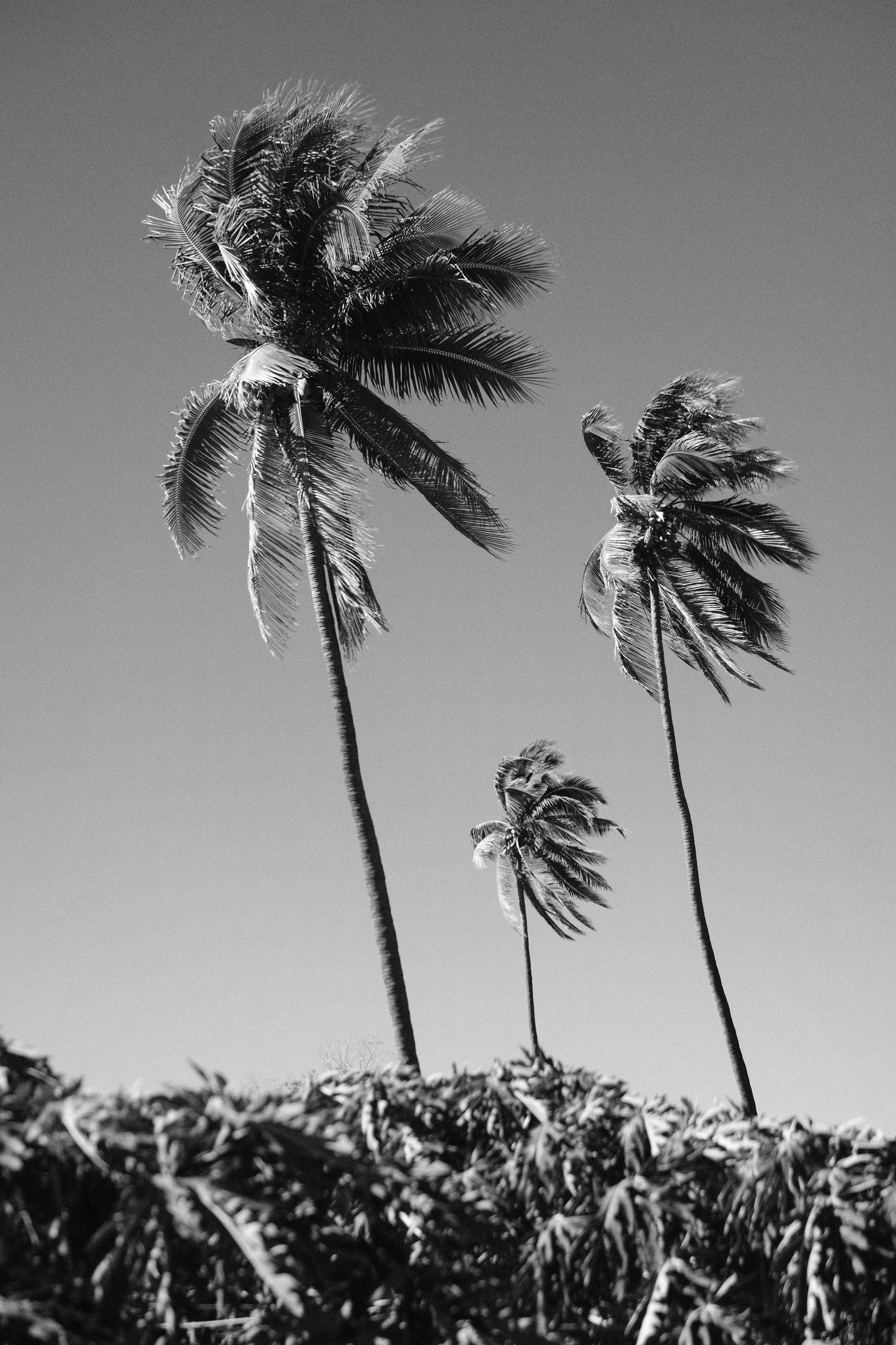 foto-de-stock-gratuita-sobre-al-aire-libre-rbol-arbol-tropical