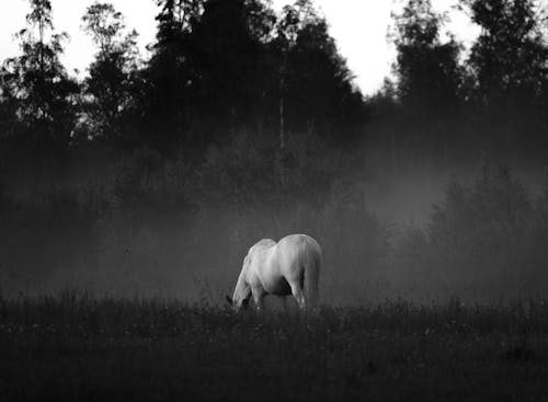 A horse grazing in the foggy woods